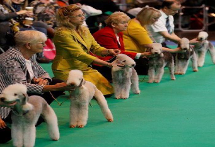 Lomba Kecantikan Anjing Di Inggris